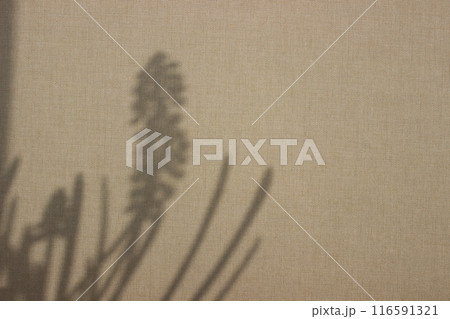 Shadow of Plant on Beige Textured Wall Shadow of Plant on Beige Textured Wall 116591321