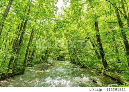 夏の奥入瀬渓流　奥入瀬川の流れ　青森県十和田市 116591381
