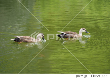 日本庭園の池の二羽のかも 日本庭園の池の二羽のかも 116591652