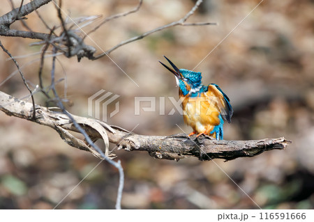 羽づくろいをする可愛いカワセミ（カワセミ科）。  日本国東京都文京区、小石川植物園にて。 116591666