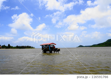 海を渡る由布島の水牛車　7月由布島38水牛車・沖縄八重山諸島 116591766
