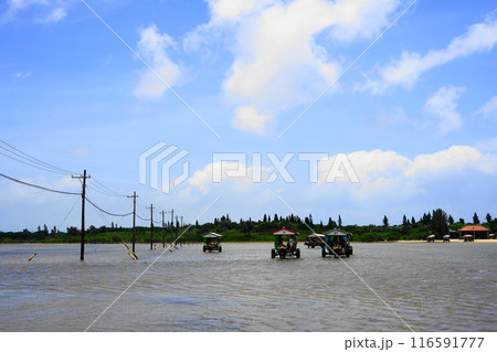 海を渡る由布島の水牛車 7月由布島44水牛車・沖縄八重山諸島 海を渡る由布島の水牛車 7月由布島44水牛車・沖縄八重山諸島 116591777
