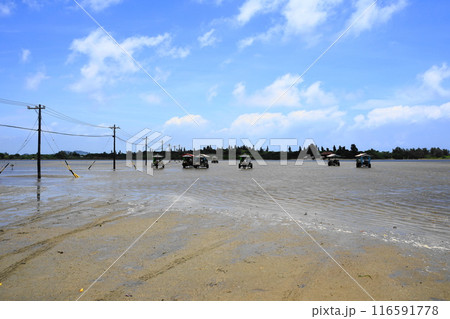 海を渡る由布島の水牛車　7月由布島45水牛車・沖縄八重山諸島 116591778