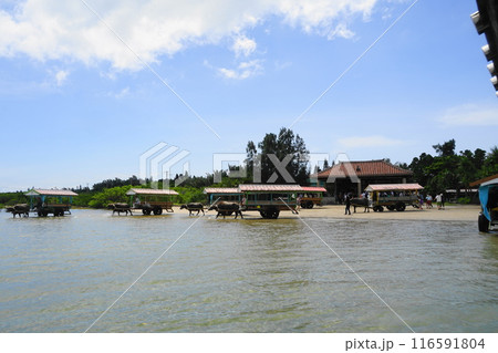 由布島の水牛車乗場　7月由布島05水牛車・沖縄八重山諸島 116591804