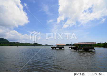 海を渡る由布島の水牛車　7月由布島09水牛車・沖縄八重山諸島 116591812