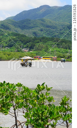 由布島の水牛車とマングローブ　7月由布島14水牛車とマングローブV9.16・沖縄八重山諸島 116591826