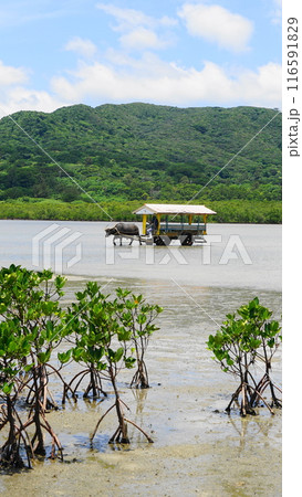 由布島の水牛車とマングローブ　7月由布島16水牛車とマングローブ・沖縄八重山諸島 116591829