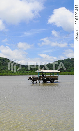 海を渡る由布島の水牛車 7月由布島21水牛車V9.16・沖縄八重山諸島 海を渡る由布島の水牛車 7月由布島21水牛車V9.16・沖縄八重山諸島 116591843