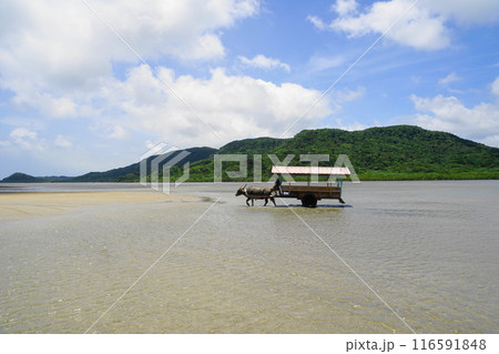 海を渡る由布島の水牛車　7月由布島24水牛車・沖縄八重山諸島 116591848