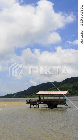 海を渡る由布島の水牛車 7月由布島25水牛車V9.16・沖縄八重山諸島 海を渡る由布島の水牛車 7月由布島25水牛車V9.16・沖縄八重山諸島 116591851
