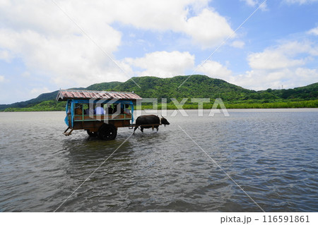 海を渡る由布島の水牛車 7月由布島31水牛車・沖縄八重山諸島 海を渡る由布島の水牛車 7月由布島31水牛車・沖縄八重山諸島 116591861