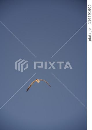 A bird is gracefully soaring through the vast expanse of a cloudless blue sky 116591900