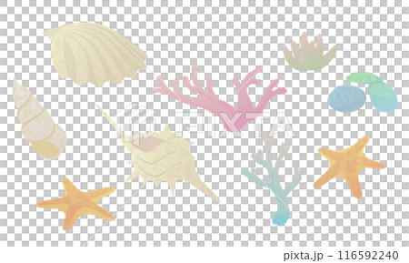 貝殻や珊瑚のイラスト 貝殻や珊瑚のイラスト 116592240