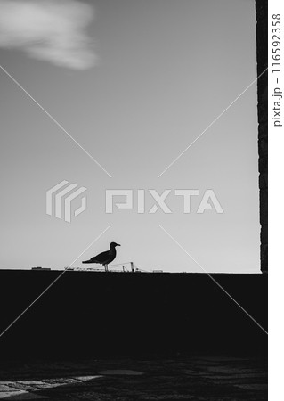 A black and white photo featuring a bird perched on a wall outdoors A black and white photo featuring a bird perched on a wall outdoors 116592358