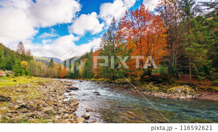 river runs through the valley. mixed forest in colorful foliage. nature scenery in autumn season. mountainous countryside landscape of ukraine. cloudy weather river runs through the valley. mixed forest in colorful foliage. nature scenery in autumn season. mountainous countryside landscape of ukraine. cloudy weather 116592621