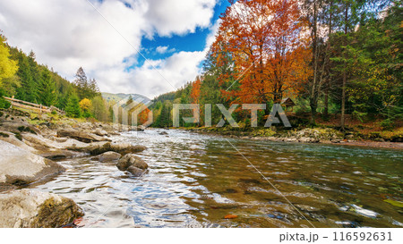 tereblya river flowing through synevyr national park in autumn. mountainous countryside landscape of ukraine. trees in colorful foliage 116592631