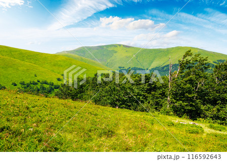 carpathian mountain landscape of ukraine in summer. beech trees on the grassy hillside. sunny weather. view mount hymba of borzhava ridge 116592643