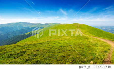alpine highlands of ukraine on a sunny day. carpathian mountain range in summer. trail path winding through grassy meadows of borzava ridge 116592646