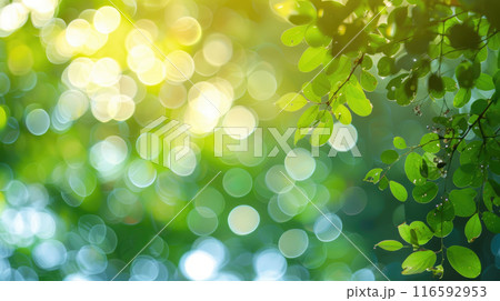 Abstract colorful bokeh background with tree branch. Blurred bokeh background of fresh foliage of tree leaves 116592953