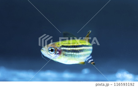 Aquarium fish neon, close-up Aquarium fish neon, close-up 116593192