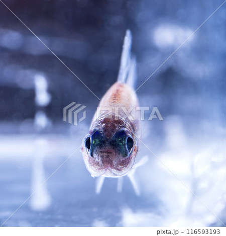 Aquarium fish neon, close-up Aquarium fish neon, close-up 116593193