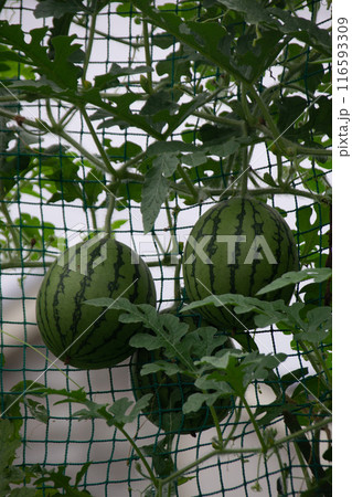 スイカ 116593309