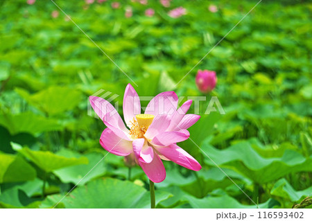 蓮田に咲くピンクのハスの花（夏、七月） 116593402