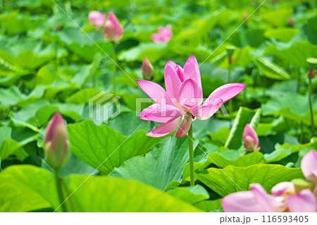 蓮田に咲くピンクのハスの花（夏、七月） 116593405