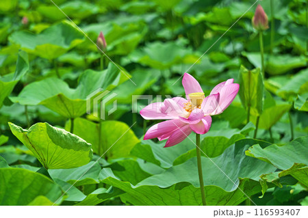 蓮田に咲くピンクのハスの花（夏、七月） 116593407