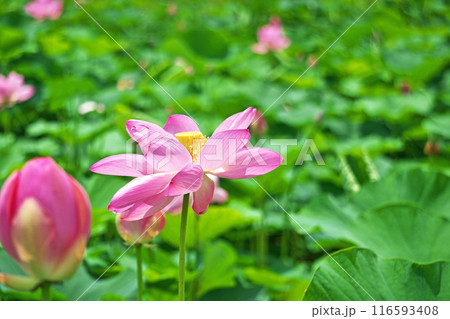 蓮田に咲くピンクのハスの花(夏、七月) 蓮田に咲くピンクのハスの花(夏、七月) 116593408