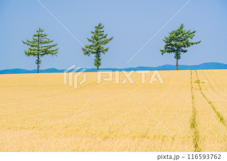 【北海道】夏のメルヘンの丘 116593762