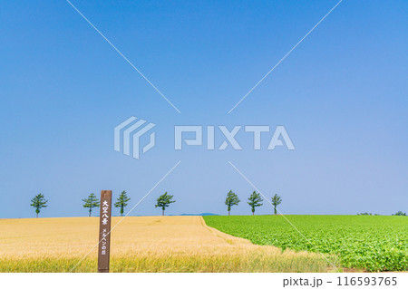 【北海道】夏のメルヘンの丘 116593765