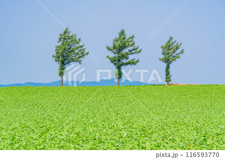 【北海道】夏のメルヘンの丘 116593770