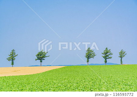 【北海道】夏のメルヘンの丘 116593772