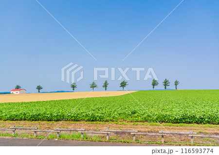 【北海道】夏のメルヘンの丘 116593774