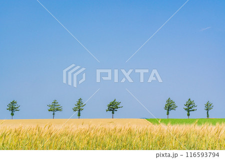 【北海道】夏のメルヘンの丘 【北海道】夏のメルヘンの丘 116593794