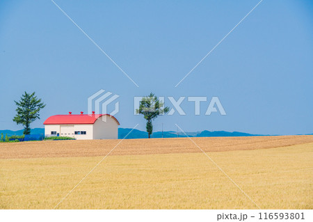 【北海道】夏のメルヘンの丘 116593801