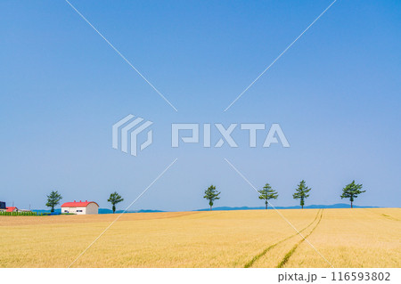 【北海道】夏のメルヘンの丘 116593802