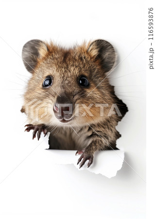 紙を突き破っているクアッカワラビー 116593876