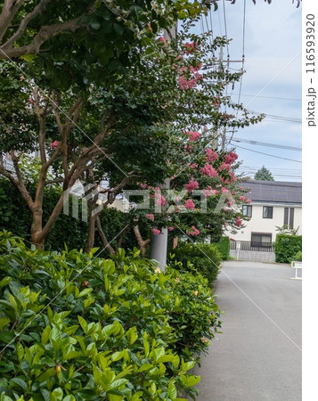 初夏の公園に咲くサルスベリのピンク色の花 116593920