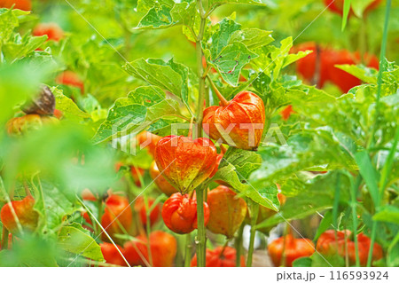 雨に打たれて土が付着したホオズキの実（夏、七月） 116593924