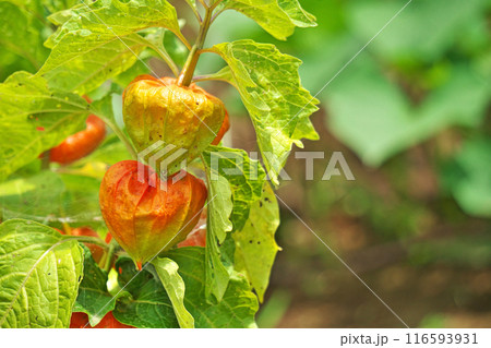 雨に打たれて土が付着したホオズキの実（夏、七月） 116593931