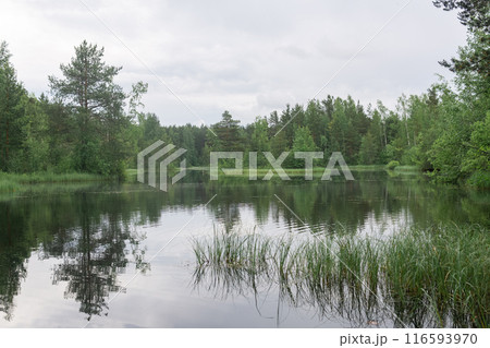 calm forest swampy lake in cloudy weather calm forest swampy lake in cloudy weather 116593970