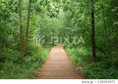 wooden sidewalk on educational nature trail in the forest 116593971