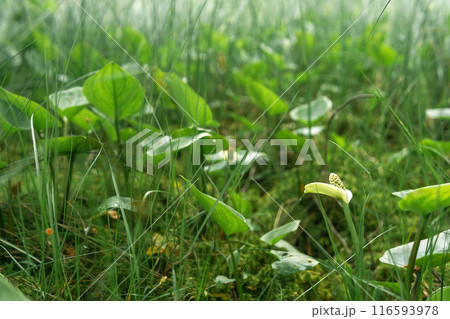 blurred marsh vegetation close-up, calla and sedge blurred marsh vegetation close-up, calla and sedge 116593978