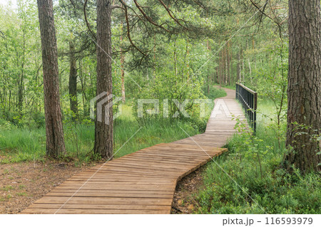 wooden sidewalk on an educational nature trail in the forest wooden sidewalk on an educational nature trail in the forest 116593979