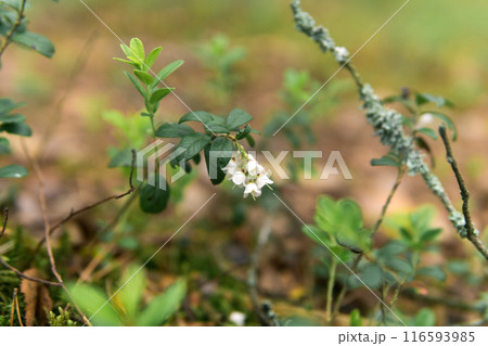 blurred natural background with small white swamp lingonberry flowers 116593985