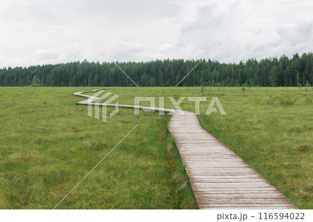wooden walkways on the tourist route through the swamp, educational nature trail in the protected fen landscape wooden walkways on the tourist route through the swamp, educational nature trail in the protected fen landscape 116594022