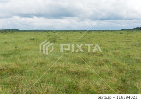 wild large grassy fen landscape in cloudy day wild large grassy fen landscape in cloudy day 116594023