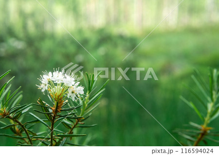 blurred natural background with white ledum flowers on the edge of the swamp blurred natural background with white ledum flowers on the edge of the swamp 116594024